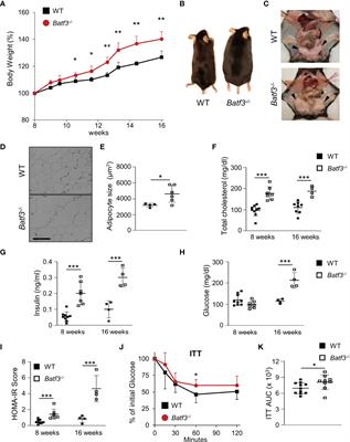 BATF3 Protects Against Metabolic Syndrome and Maintains Intestinal Epithelial Homeostasis